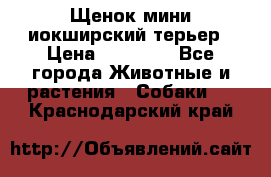 Щенок мини иокширский терьер › Цена ­ 10 000 - Все города Животные и растения » Собаки   . Краснодарский край